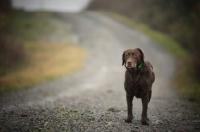 Picture of chocolate labrador with a puzzled face standing on a gravel road