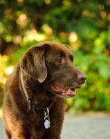Picture of chocolate Labrador 