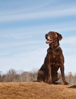 Picture of chocolate Labrador 