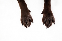 Picture of Chocolate Labrador's paws in the snow