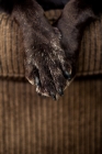 Picture of Chocolate Labrador's paws