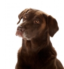 Picture of chocolate labrador