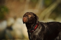 Picture of Chocolate Lab