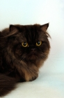 Picture of chocolate persian cat