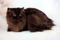 Picture of chocolate Persian, lying down