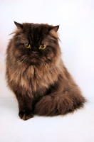 Picture of Chocolate Persian