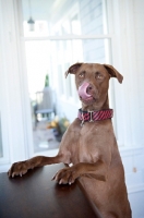 Picture of chocolate pit bull mix licking nose with paws on table