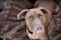 Picture of chocolate pit bull mix on brown blanket