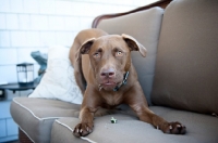Picture of chocolate pit bull mix play bowing on couch with treat in mouth