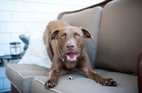 Picture of chocolate pit bull mix play bowing on couch with treat in mouth