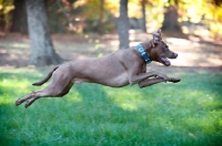 Picture of chocolate pit bull mix running through grass