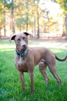 Picture of chocolate pit bull mix standing on grass