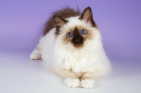 Picture of chocolate point birman kitten lying down