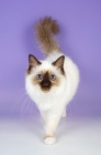 Picture of chocolate point birman kitten