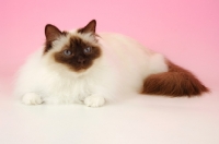 Picture of Chocolate point Birman on pink background