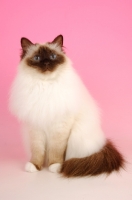 Picture of Chocolate point Birman