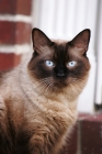 Picture of chocolate point siamese cat in america