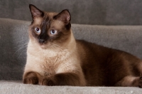Picture of chocolate point siamese cat lying on carpeted stairs