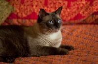 Picture of chocolate point siamese cat lying on red bedding