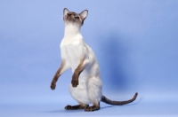 Picture of Chocolate Point Siamese cat on hind legs