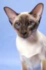 Picture of Chocolate Point Siamese cat portrait