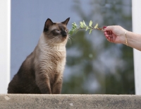 Picture of chocolate point siamese cat sniffing a branch
