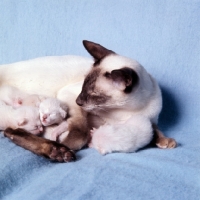 Picture of chocolate point siamese cat with kittens 