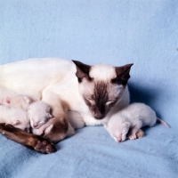 Picture of chocolate point siamese cat with kittens 