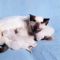 Picture of chocolate point siamese cat with kittens suckling