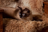 Picture of chocolate point siamese lying on sheepskin blanket