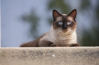 Picture of chocolate point siamese lying on step