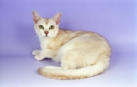 Picture of chocolate shaded Burmilla cat on purple background