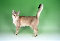Picture of chocolate shaded Burmilla cat