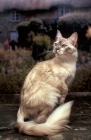 Picture of chocolate shaded Tiffanie cat sitting down on a stone