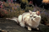 Picture of chocolate shaded Tiffanie cat crouching down on a stone