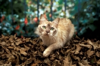 Picture of chocolate shaded tortie Tiffanie cat amongst leaves, looking at camera