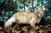 Picture of chocolate shaded tortie Tiffanie cat amongst leaves