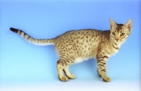 Picture of chocolate silver spotted Ocicat on blue background