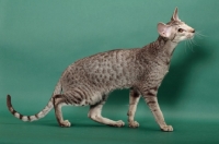 Picture of Chocolate Silver Spotted Tabby Oriental Shorthair