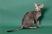 Picture of Chocolate Silver Spotted Tabby Oriental Shorthair