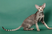 Picture of Chocolate Silver Spotted Tabby Oriental Shorthair