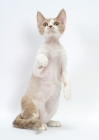 Picture of chocolate smoke & white Devon Rex on hind legs