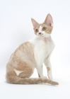 Picture of chocolate smoke & white Devon Rex