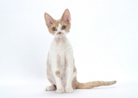 Picture of chocolate smoke & white Devon Rex, looking at camera