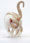 Picture of chocolate smoke & white Devon Rex looking down