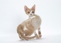 Picture of chocolate smoke & white Devon Rex turning