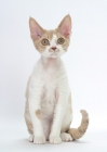 Picture of chocolate smoke & white Devon Rex looking curious
