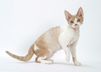 Picture of chocolate smoke & white Devon Rex on white background