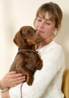 Picture of Chocolate Smooth Dachshund being held by a woman