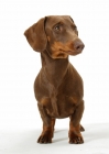 Picture of Chocolate Smooth Dachshund on white background